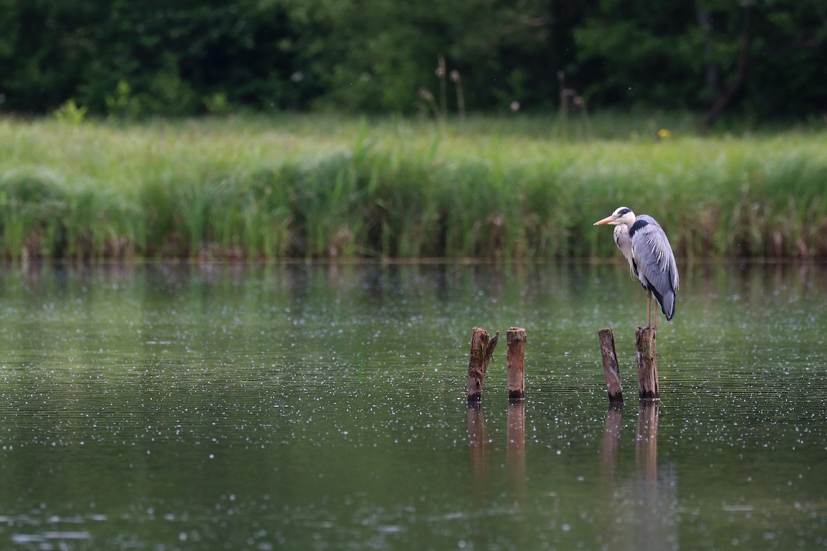 Gray Heron - ML619620472