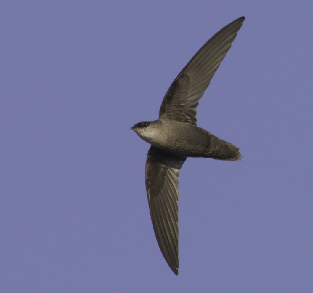 Chimney Swift - Andy Benson