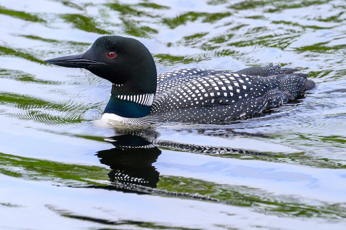 Common Loon - Christopher Boser