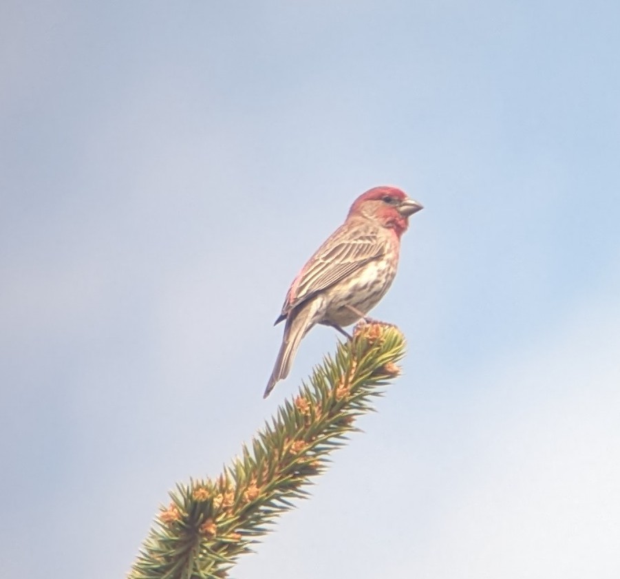 House Finch - Caleb Catto