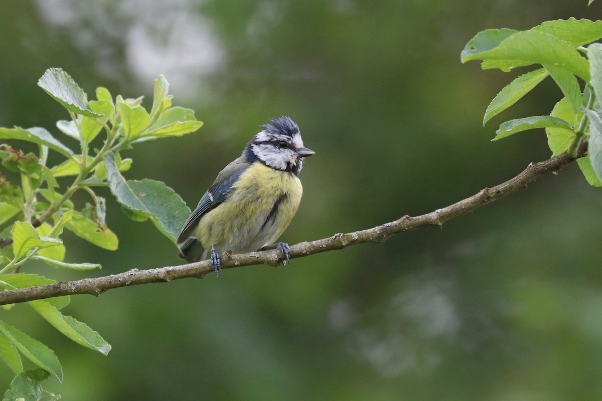 Eurasian Blue Tit - ML619620480