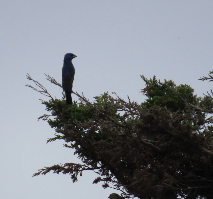 Blue Grosbeak - Karen Fiske