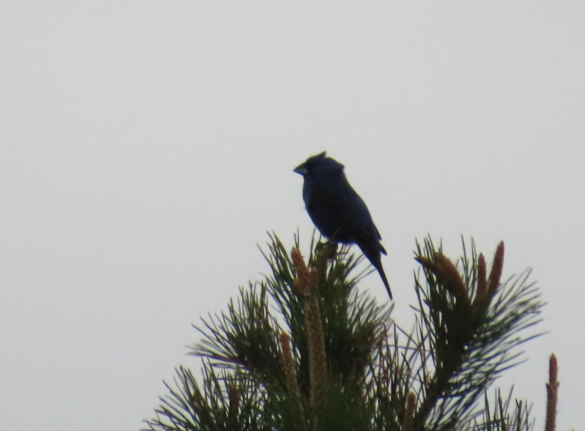 Blue Grosbeak - Karen Fiske