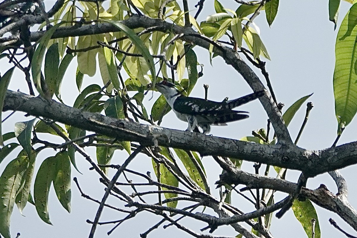 Dideric Cuckoo - ML619620484