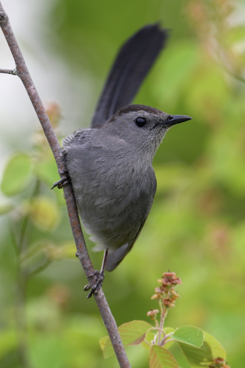 Gray Catbird - Christopher Boser