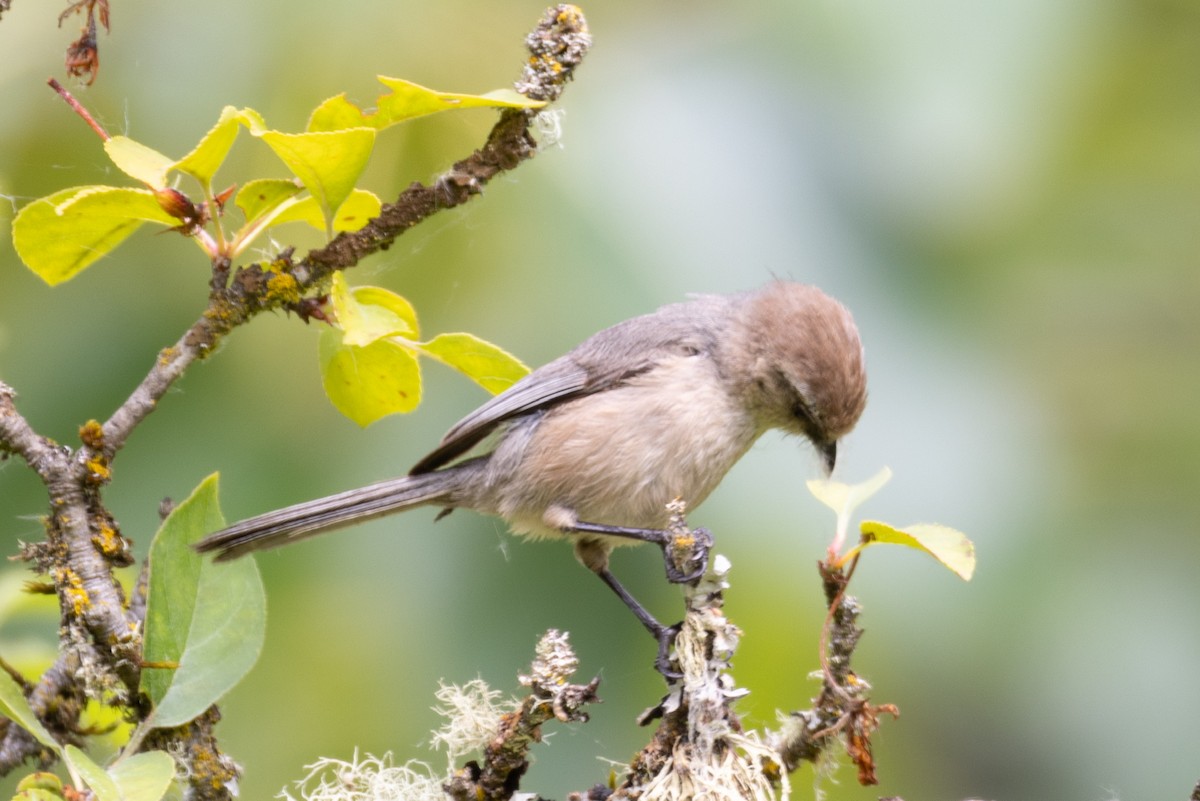 Bushtit - L&J Meyer