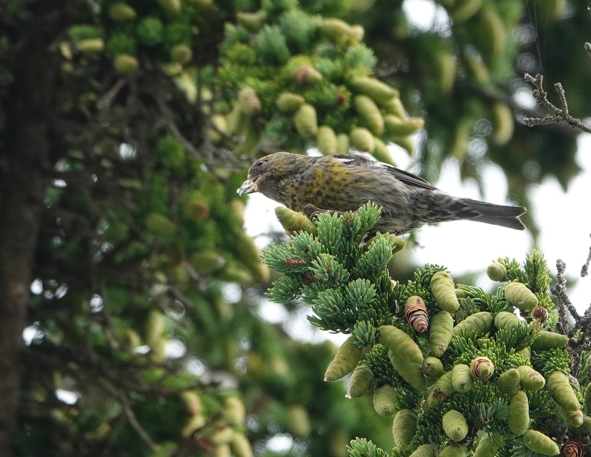 White-winged Crossbill - Claus Holzapfel