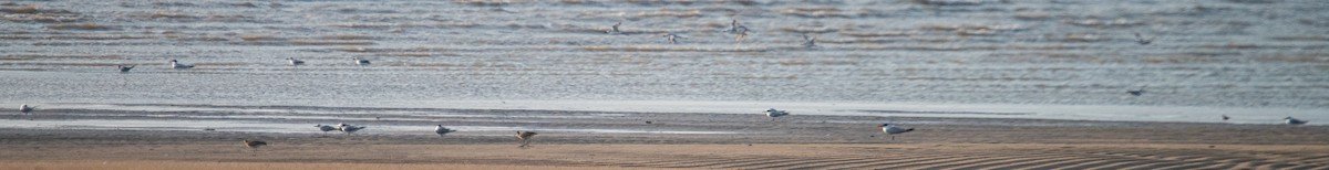 Lesser Crested Tern - Ayaz Mansuri