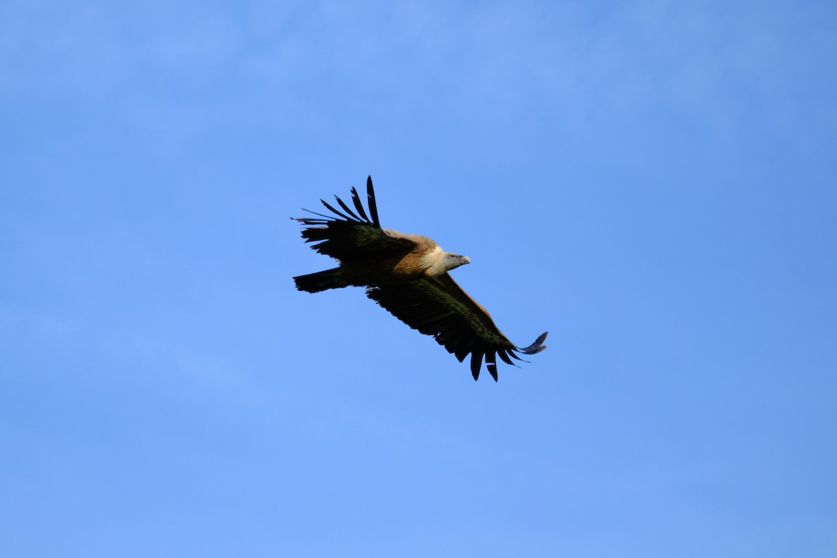 Eurasian Griffon - Bernardo Montoya