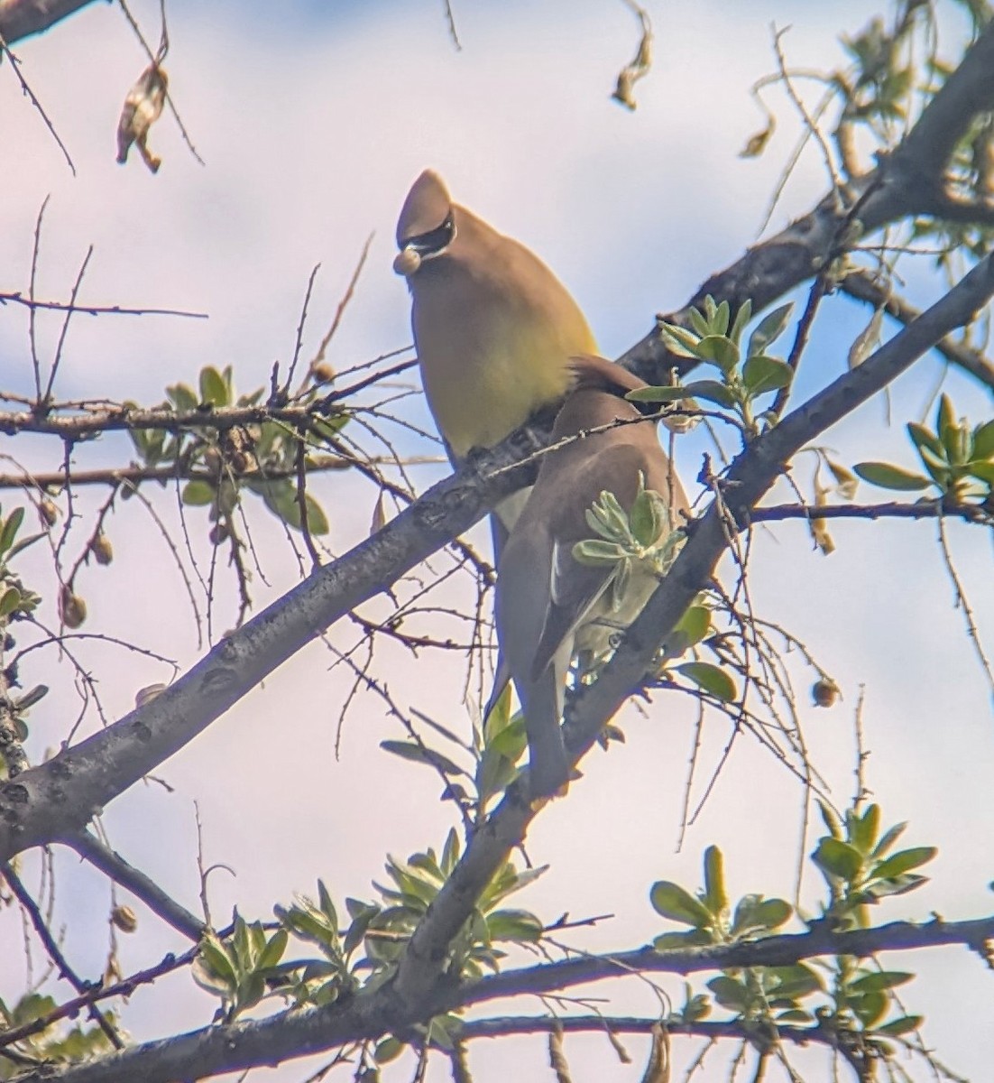 Cedar Waxwing - Caleb Catto