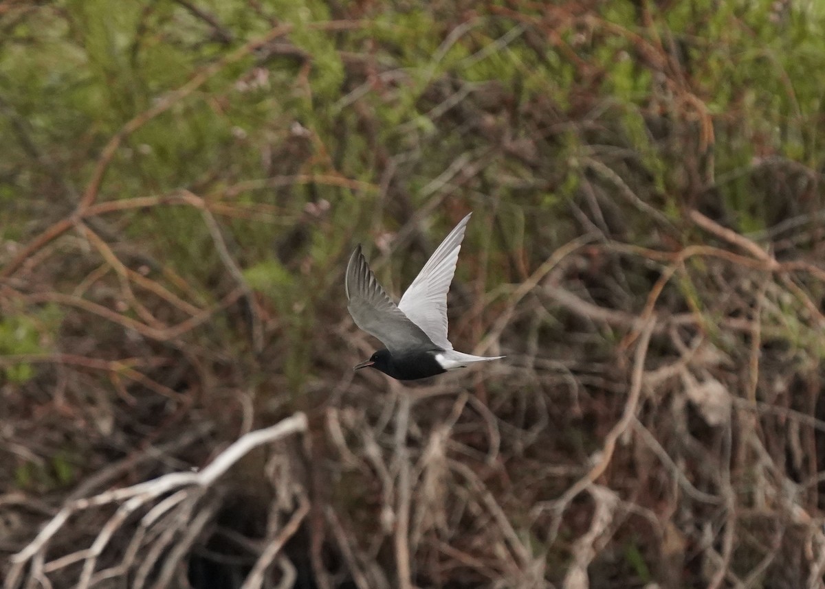 Black Tern - Pam Hardy