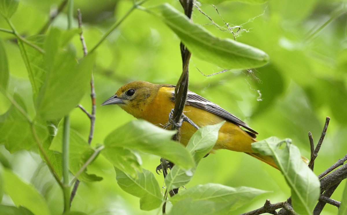 Baltimore Oriole - steve sampson