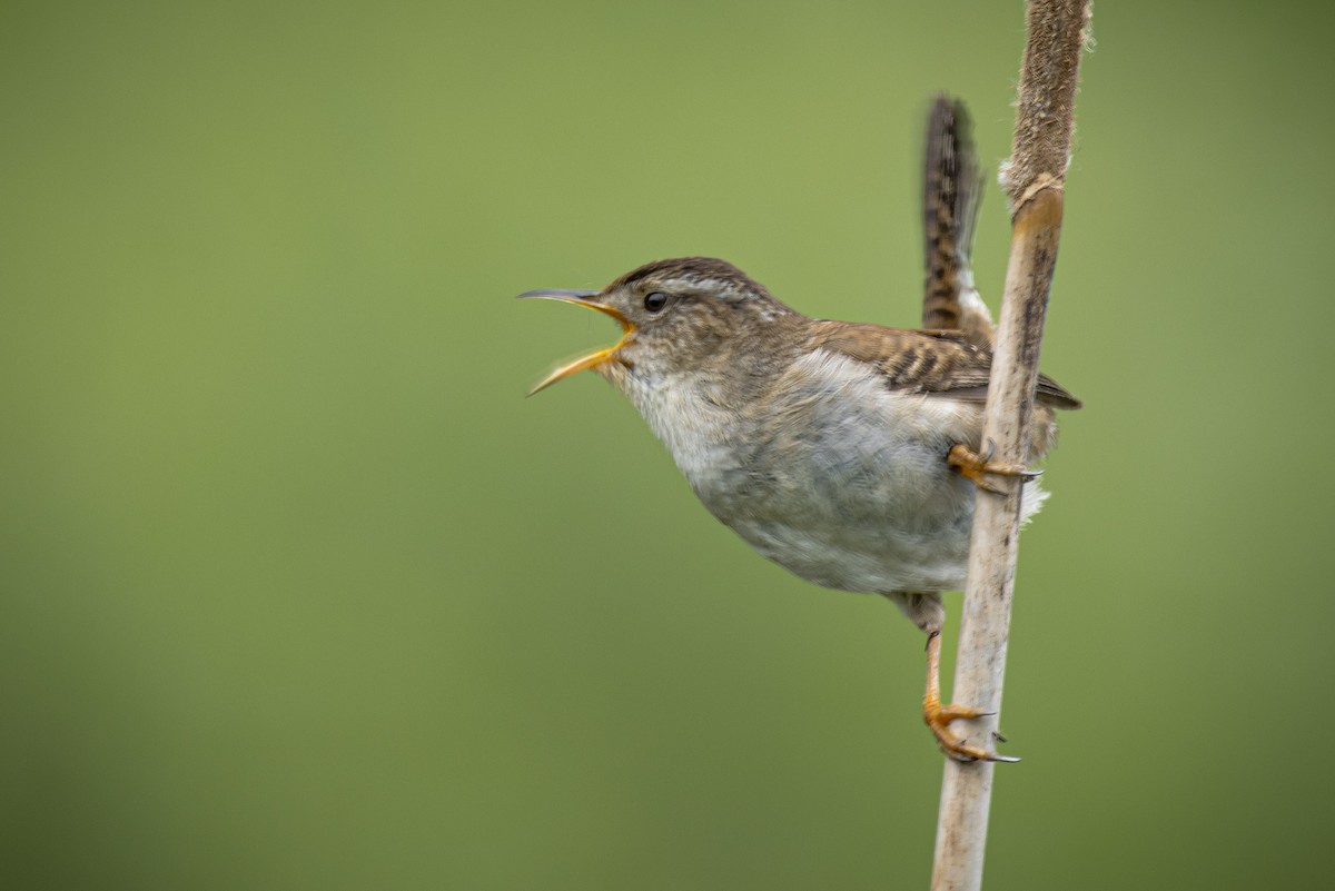 Marsh Wren - L&J Meyer