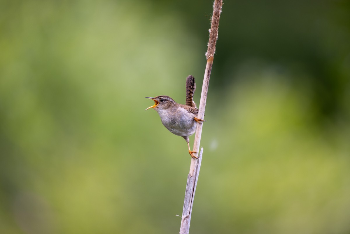 Marsh Wren - L&J Meyer