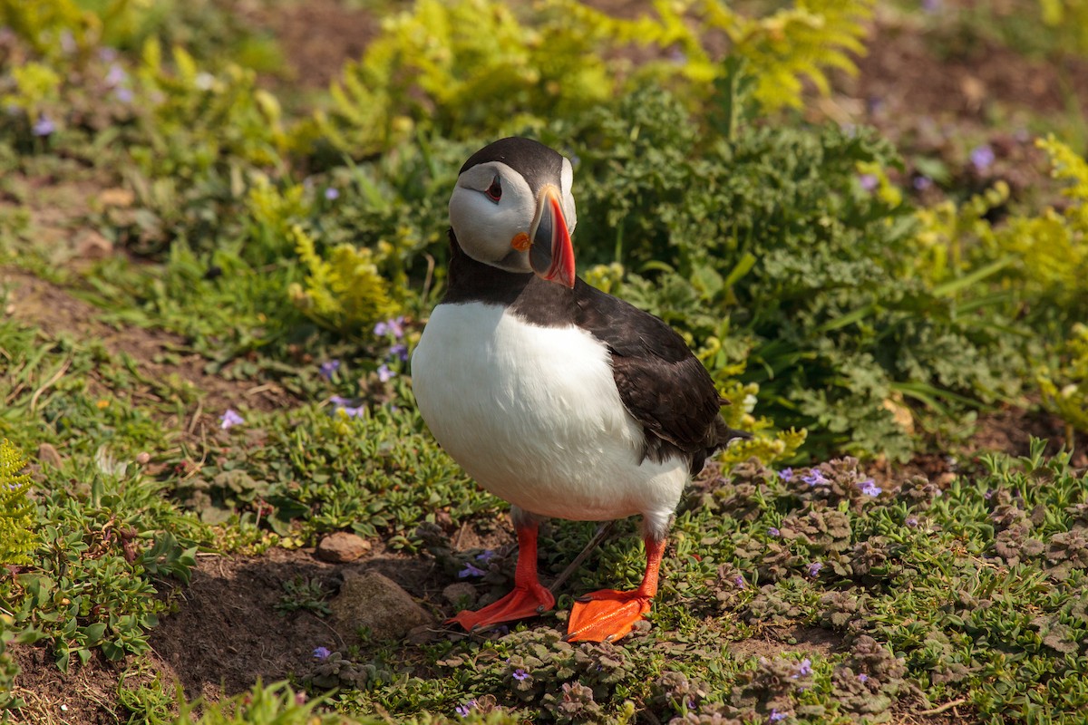 Atlantic Puffin - Jock Hughes