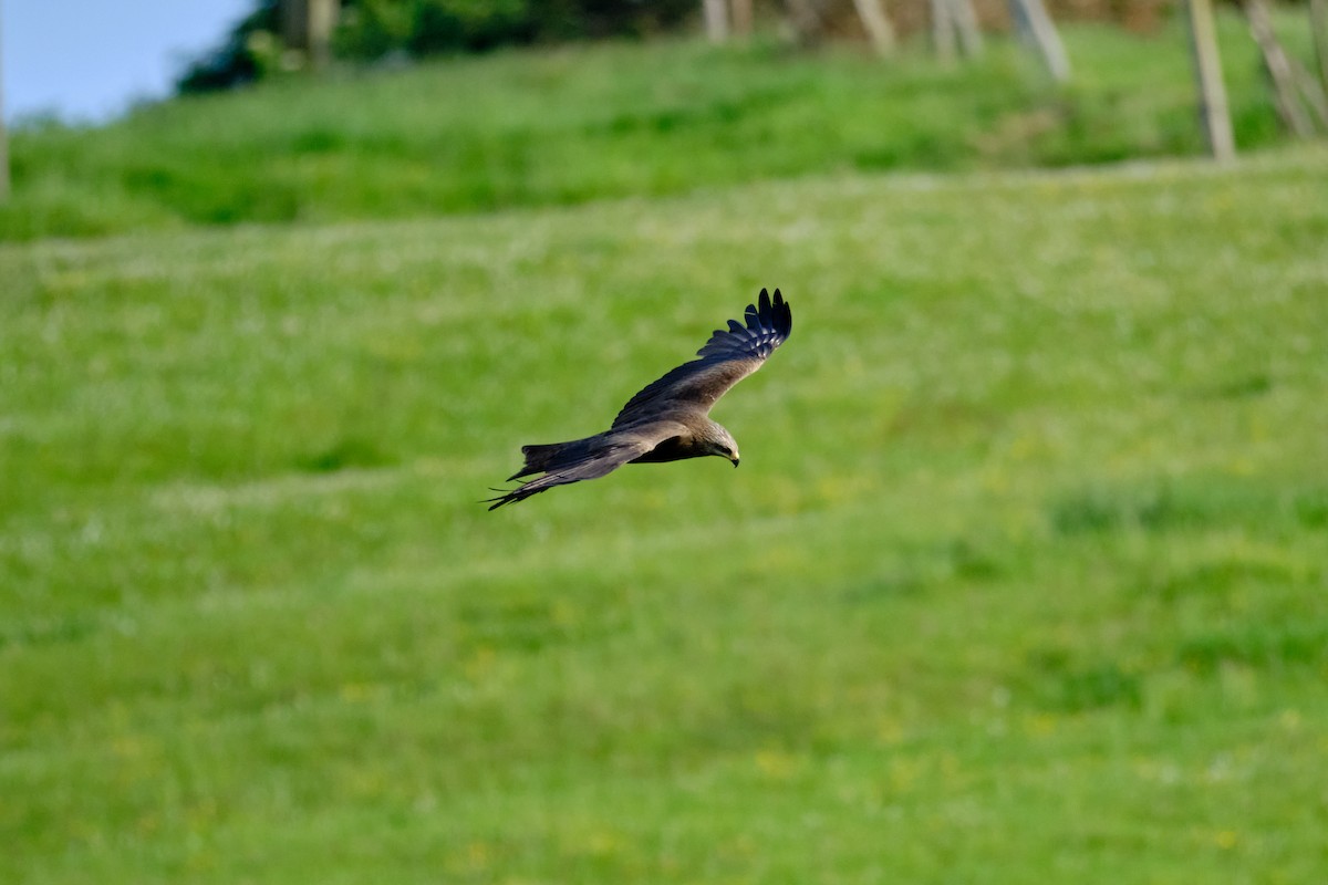 Black Kite - Bernardo Montoya