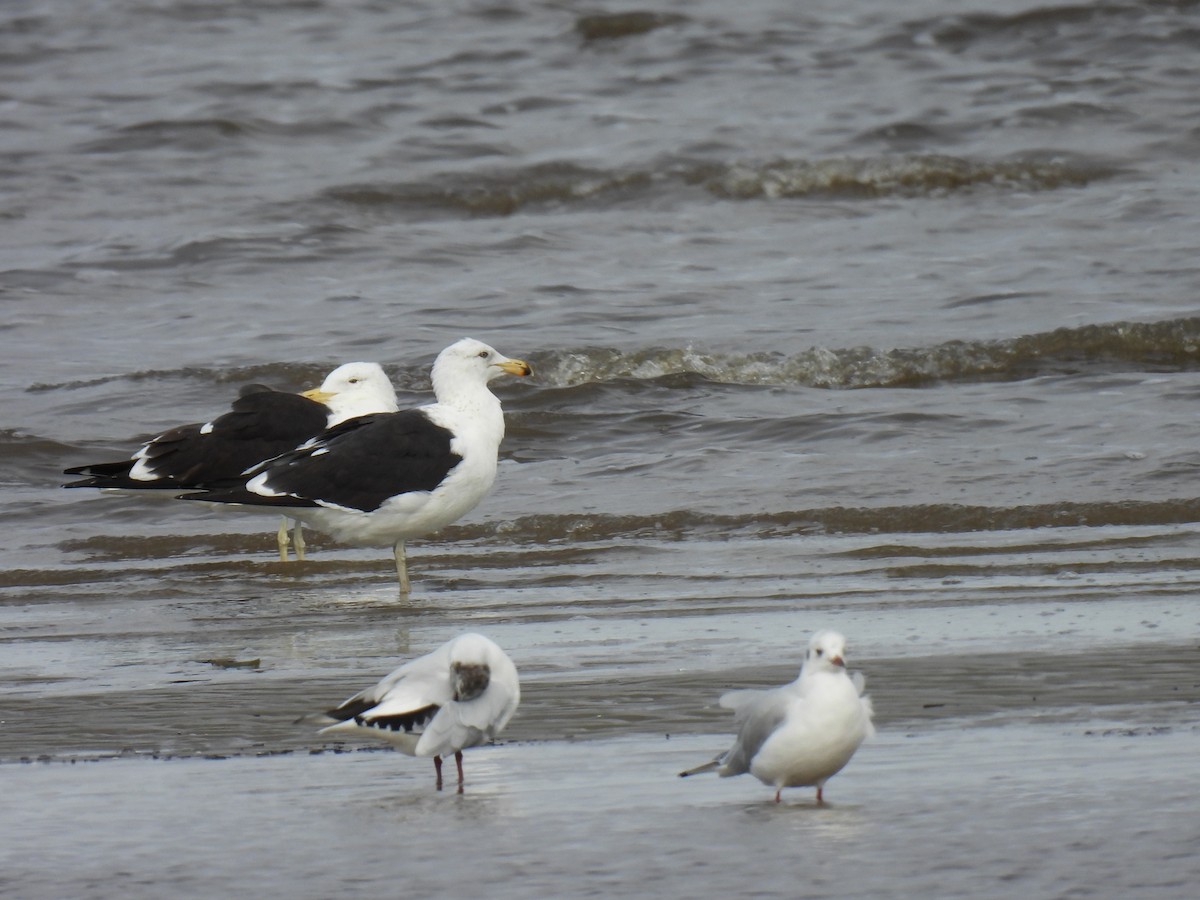 Kelp Gull - Silvana Mallo