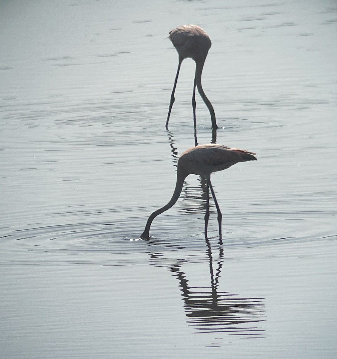 American Flamingo - ML619620526