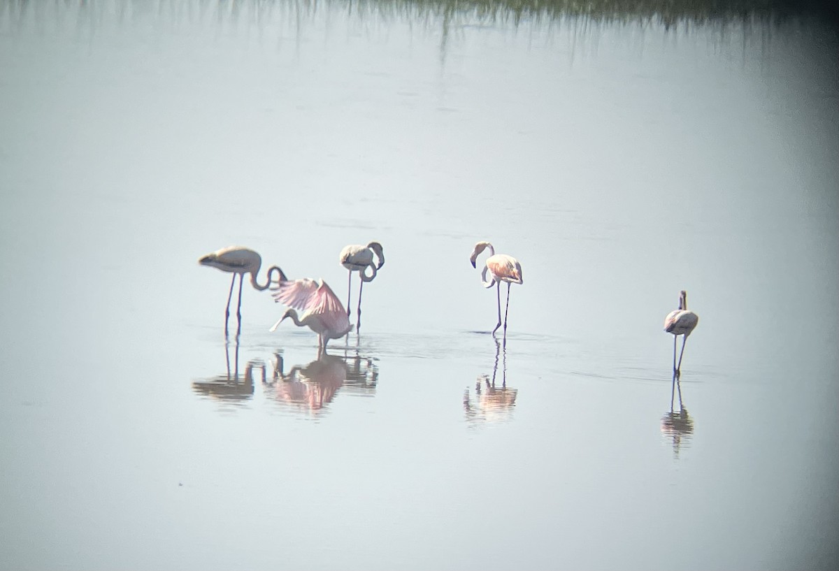 American Flamingo - ML619620527