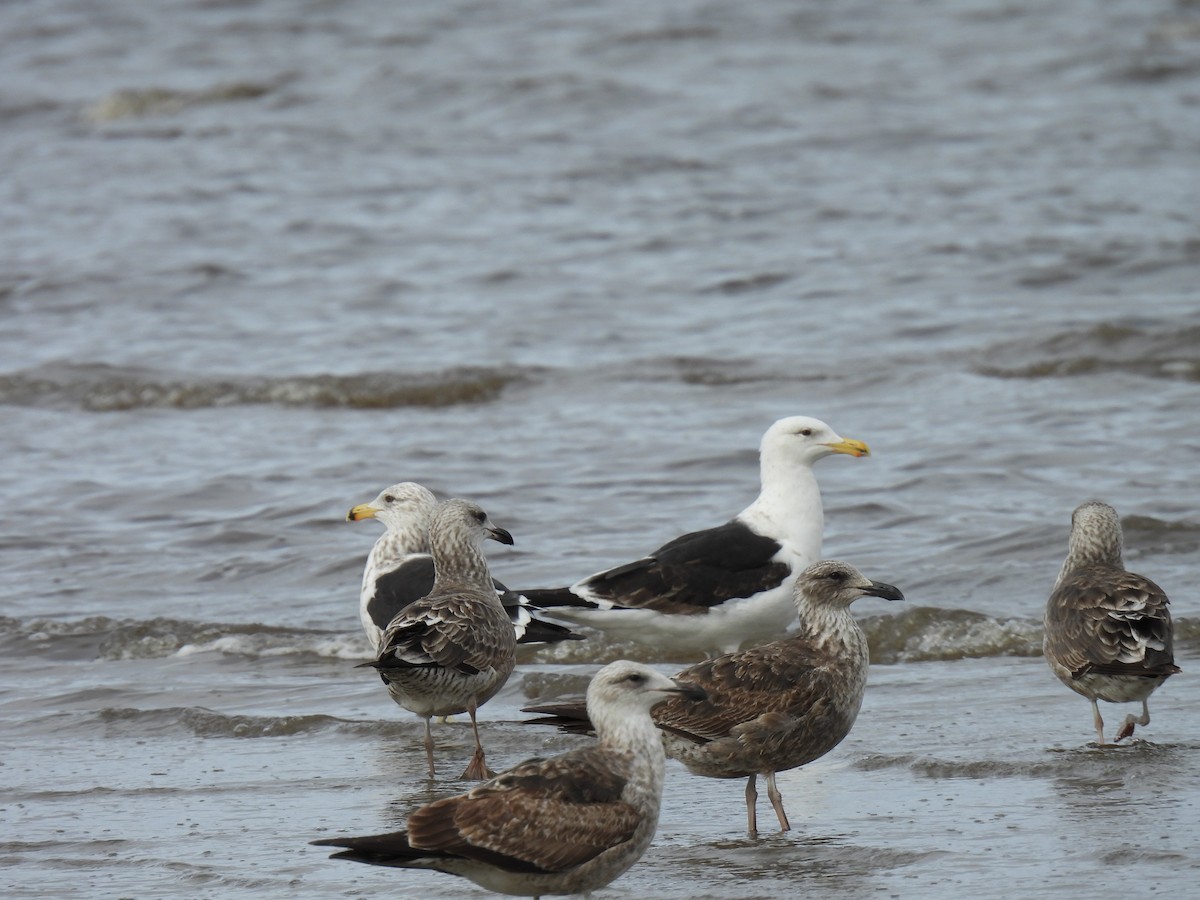 Kelp Gull - Silvana Mallo