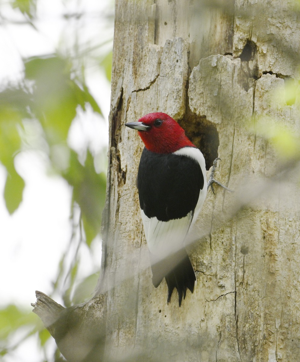 Red-headed Woodpecker - steve sampson