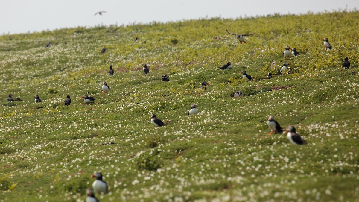 Atlantic Puffin - Jock Hughes