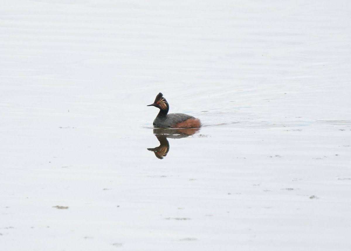 Eared Grebe - Pam Hardy