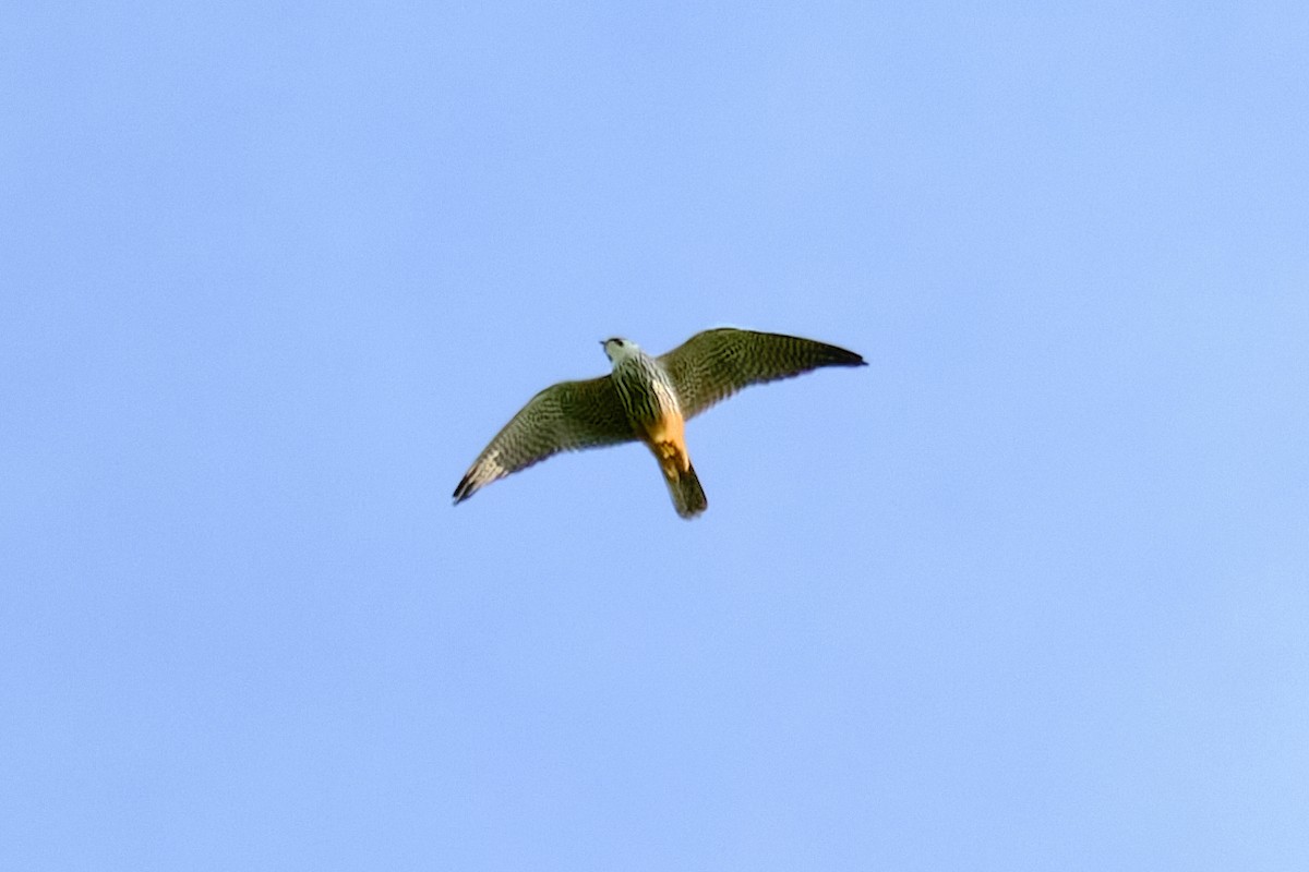 Eurasian Hobby - Bernardo Montoya