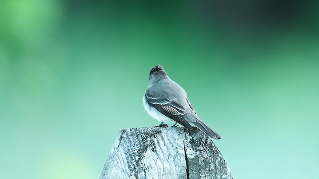 Eastern Wood-Pewee - ML619620546