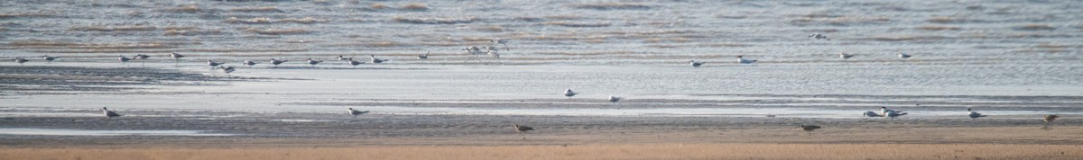 Whimbrel - Ayaz Mansuri