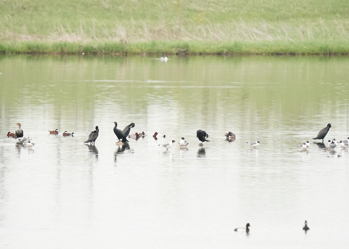 Double-crested Cormorant - Pam Hardy