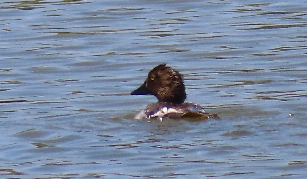 Common Goldeneye - Cathy Olson