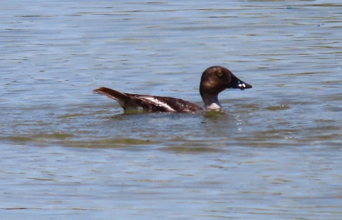 Common Goldeneye - Cathy Olson