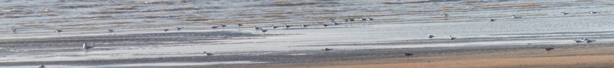 Caspian Tern - Ayaz Mansuri