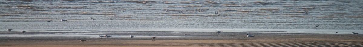 Caspian Tern - Ayaz Mansuri