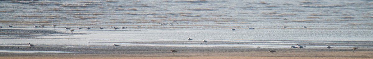 Lesser Crested Tern - Ayaz Mansuri