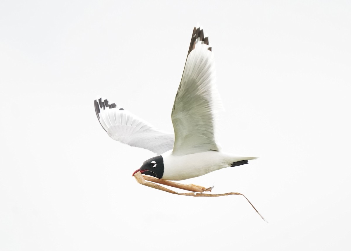 Franklin's Gull - ML619620604