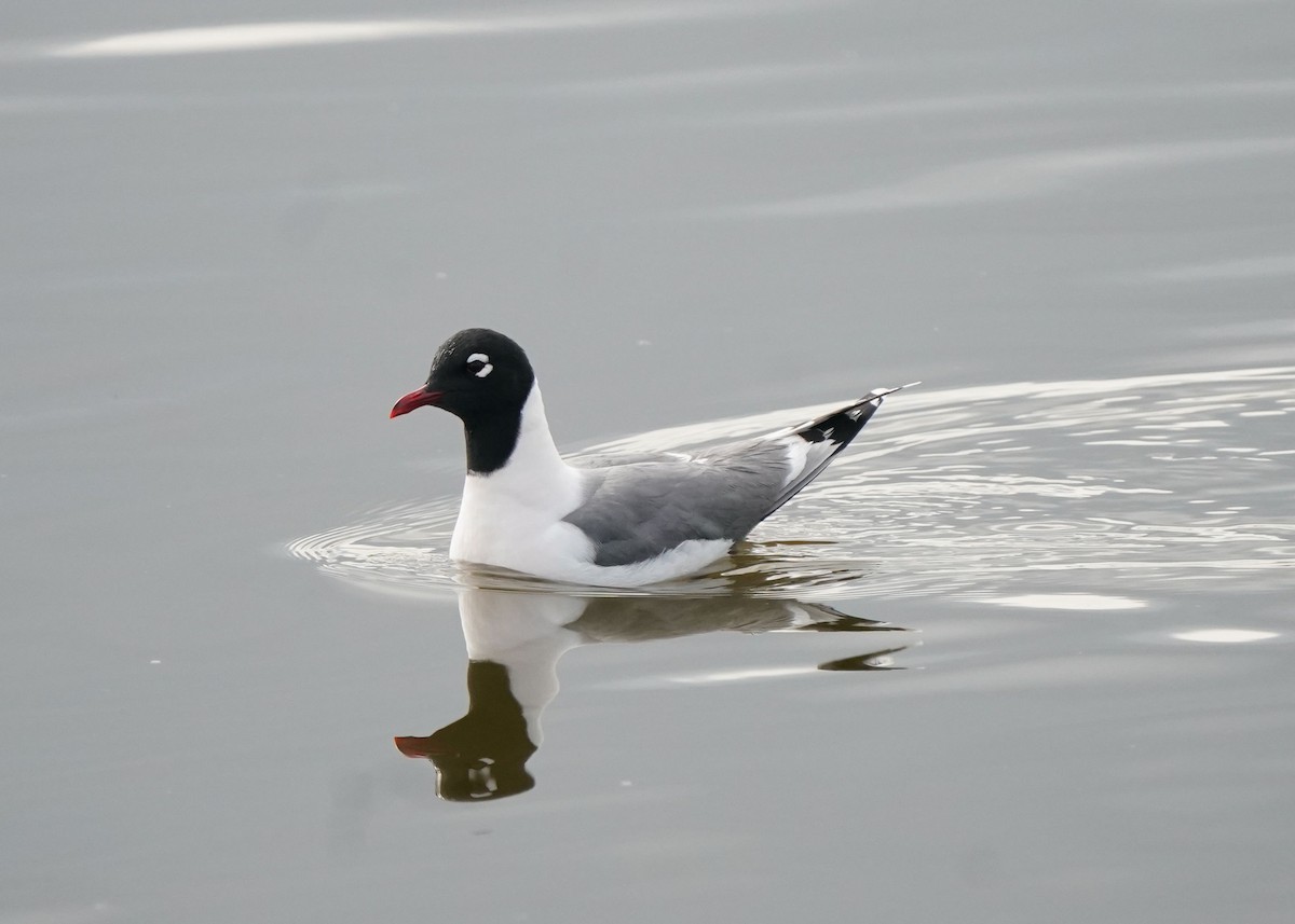 Franklin's Gull - ML619620605