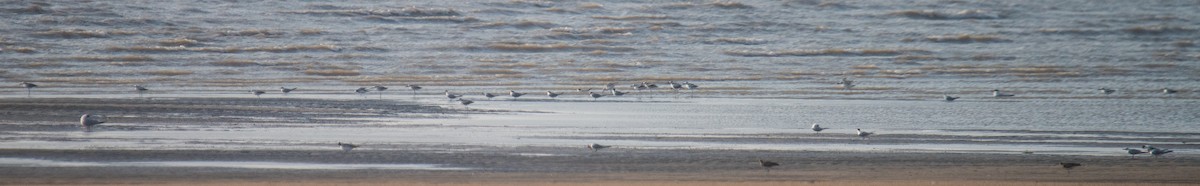 Lesser Crested Tern - Ayaz Mansuri