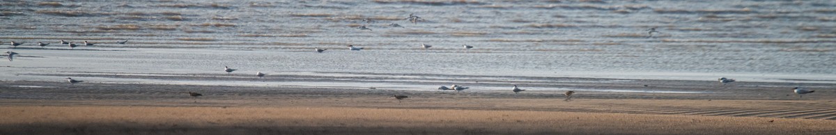 Lesser Crested Tern - Ayaz Mansuri