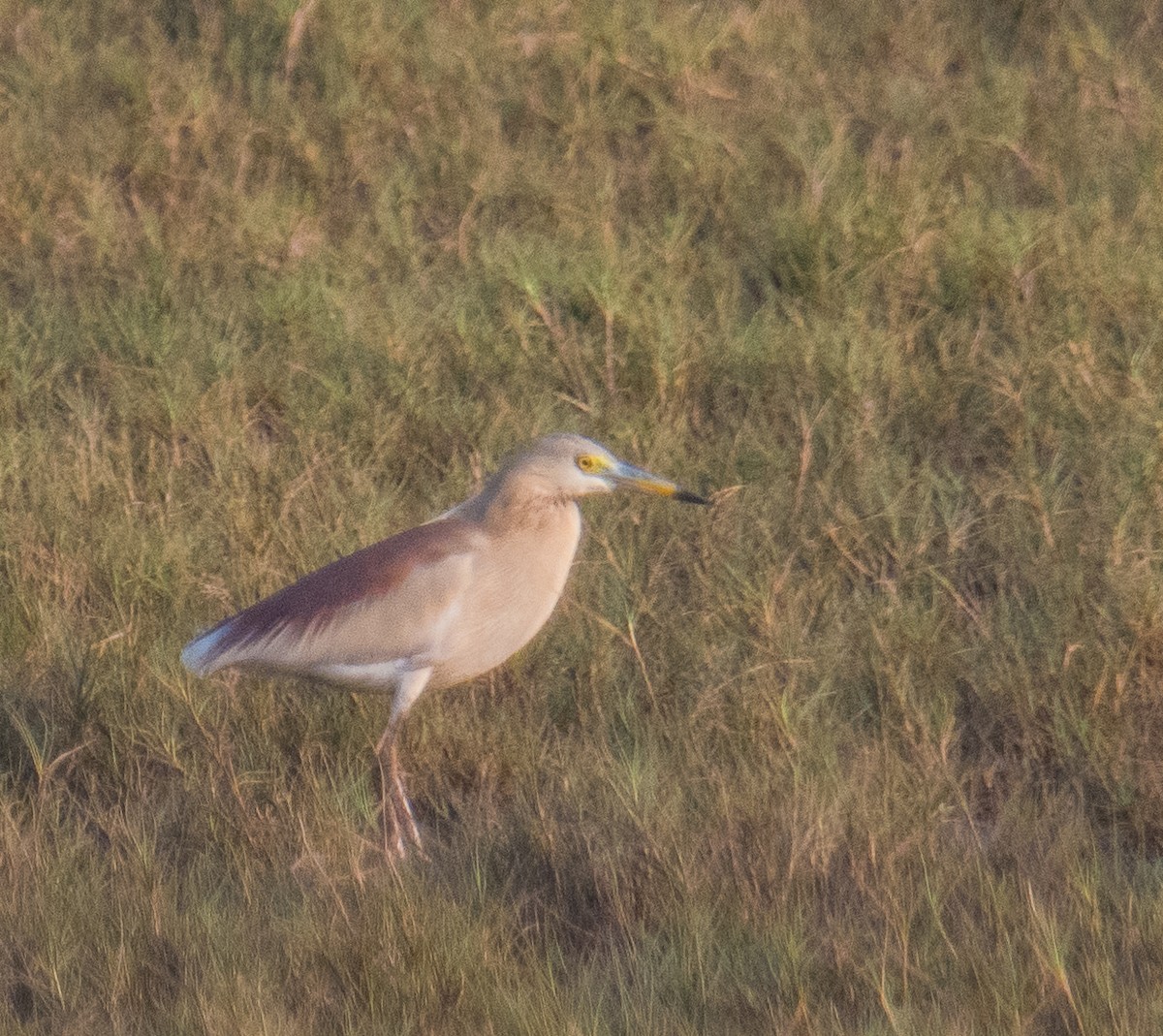 Indian Pond-Heron - Ayaz Mansuri