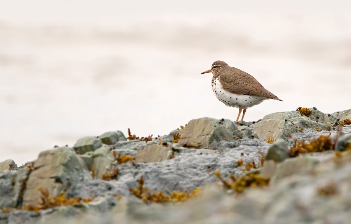 Spotted Sandpiper - Marie-Josee D'Amour