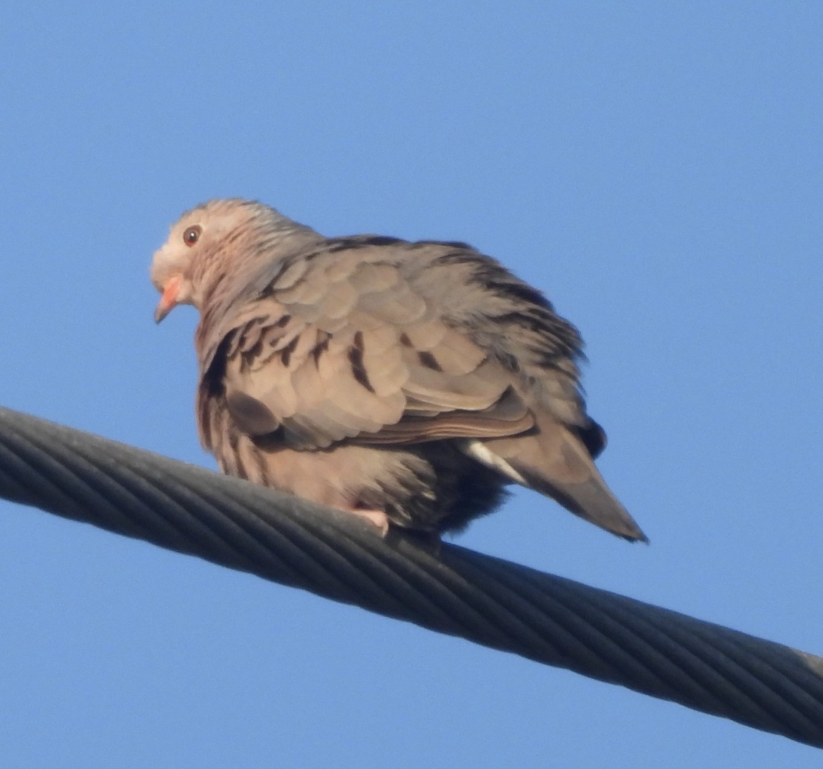 Common Ground Dove - pamela graber