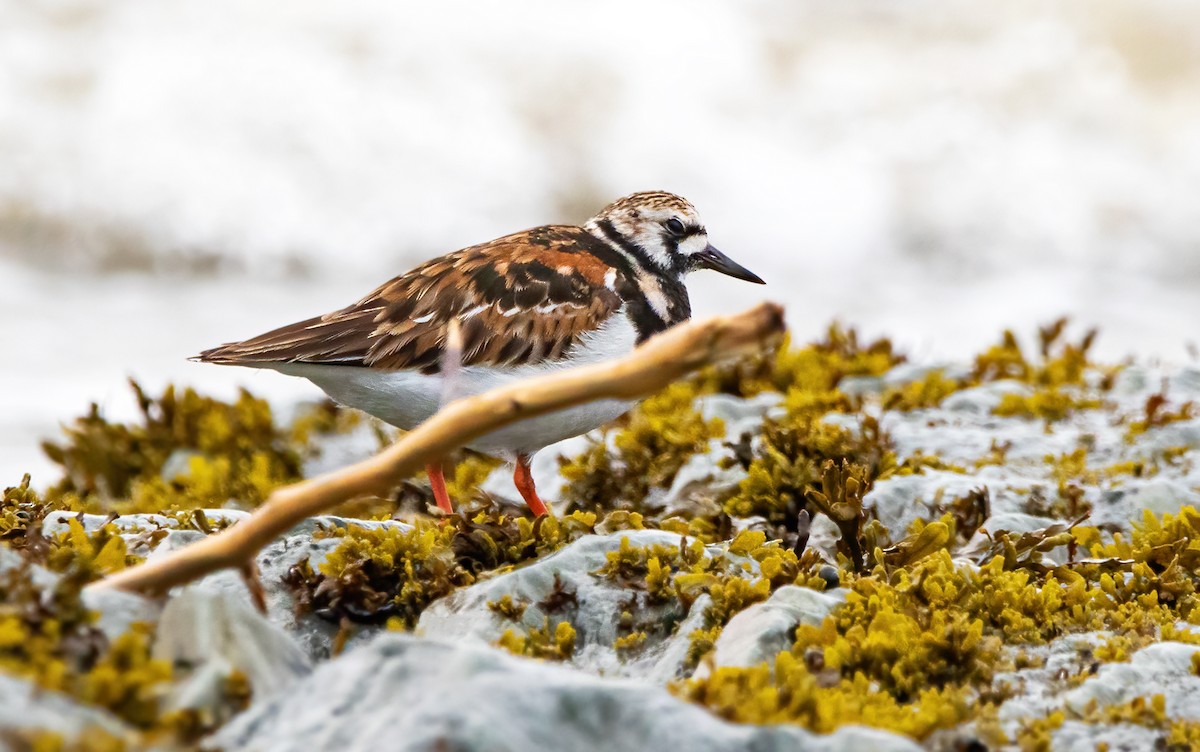 Ruddy Turnstone - Marie-Josee D'Amour