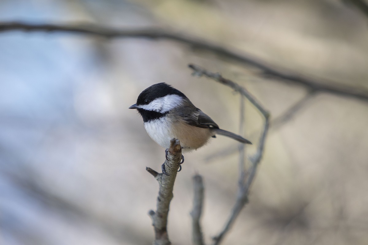 Black-capped Chickadee - Andrew Lee