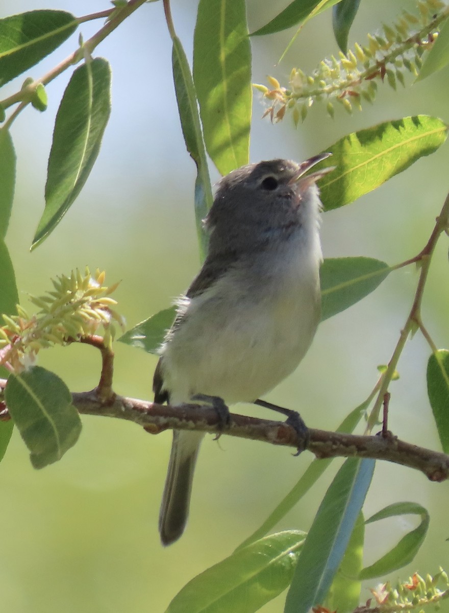 Bell's Vireo - Becky Flanigan