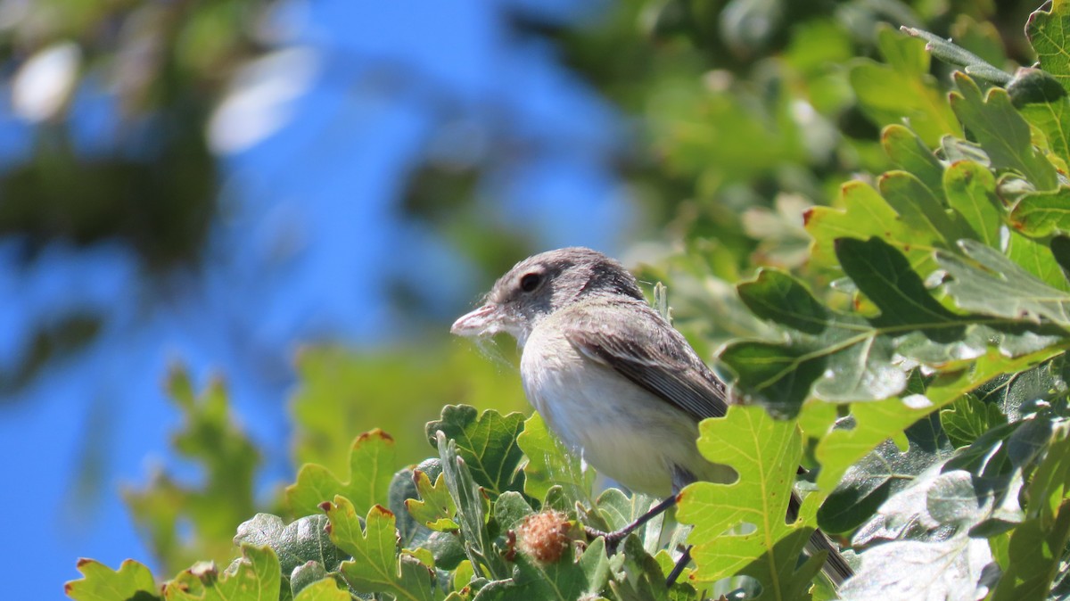 Bell's Vireo - Becky Flanigan