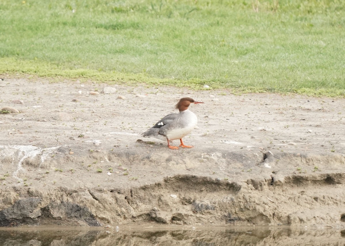 Gänsesäger - ML619620642