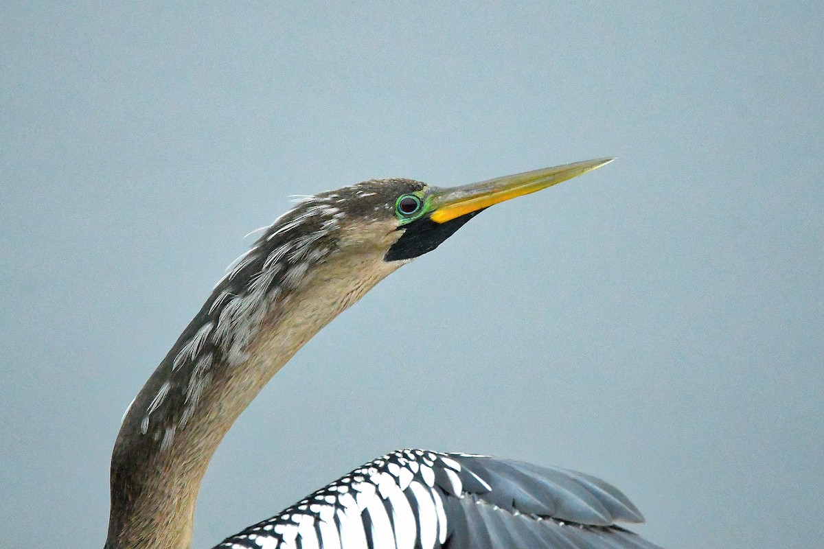 Anhinga - ML619620645