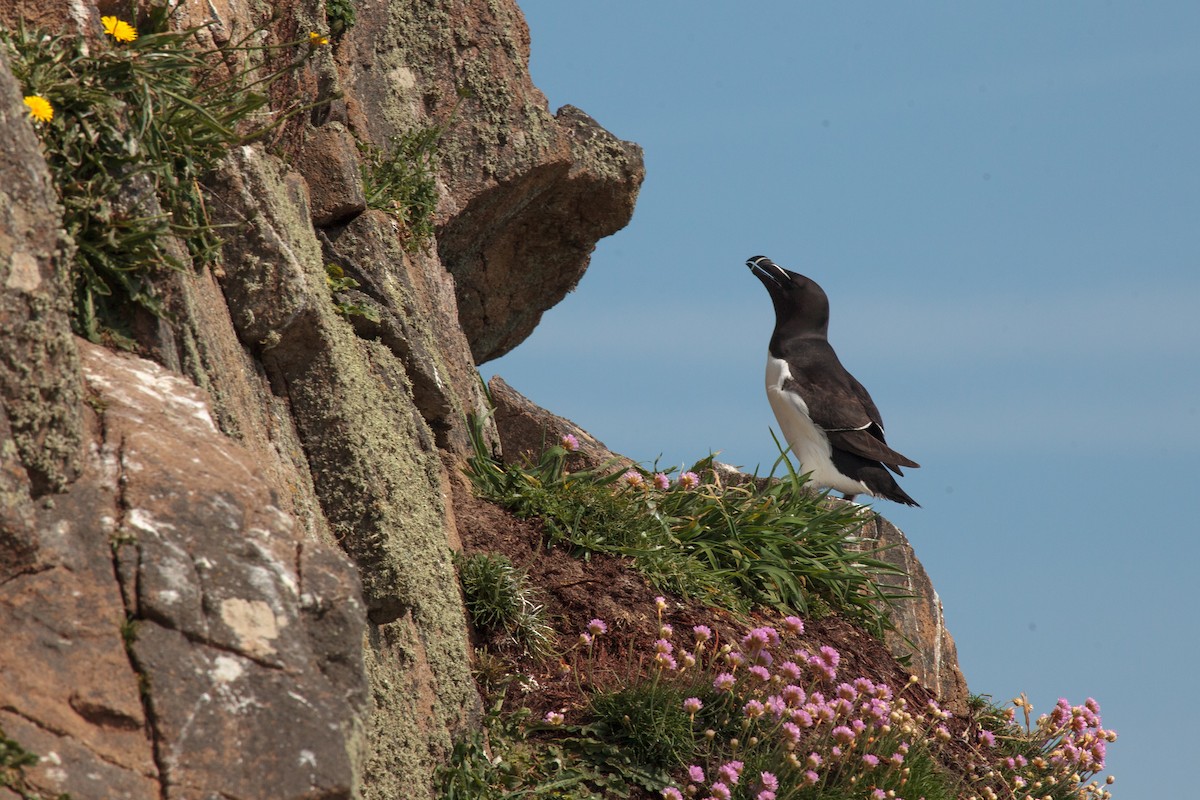 Razorbill - Jock Hughes